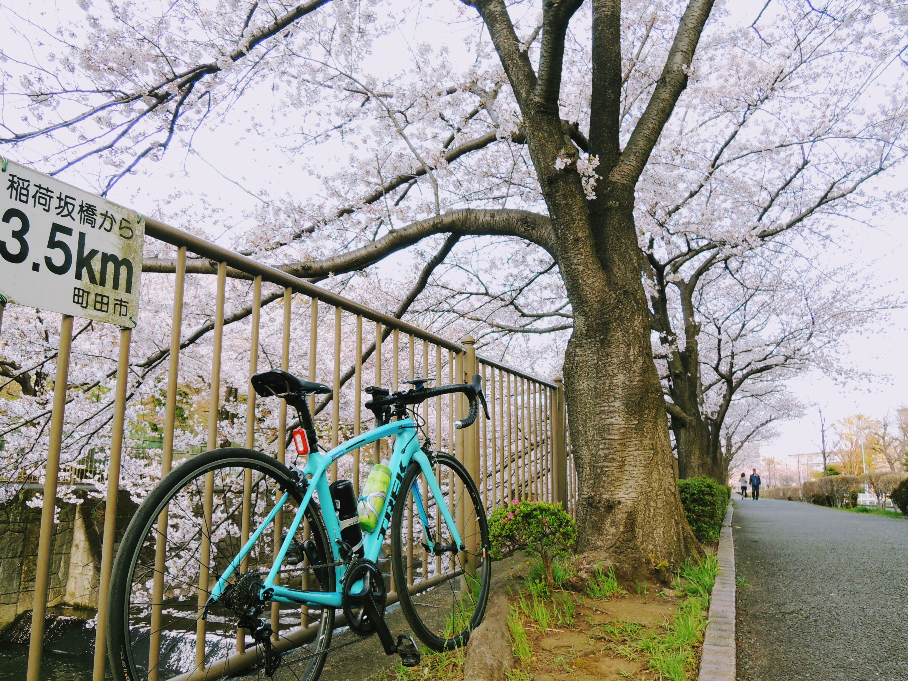 桜＆宮ケ瀬ダムカードライド  メダカとロードバイク