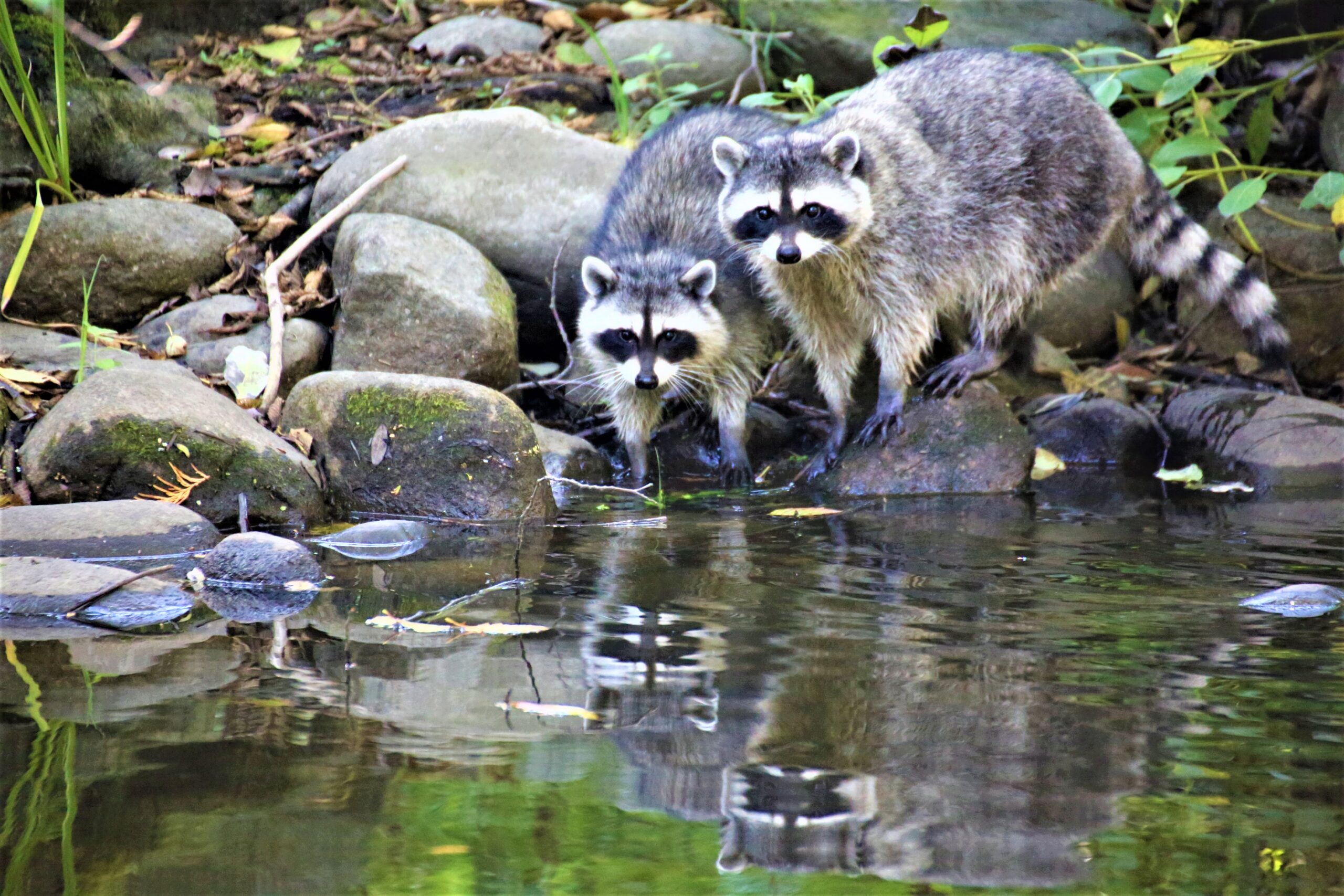 水辺でエサを探すアライグマたち